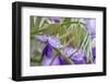 American Wisteria-Lisa Engelbrecht-Framed Photographic Print