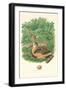 American Woodcock Nest and Eggs-null-Framed Art Print