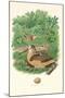 American Woodcock Nest and Eggs-null-Mounted Art Print