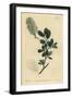 American Wych Hazel, Fothergilla Gardenii (Blunt-Leaved Fothergilla, Fothergilla Alnifolia Obtusa)-Sydenham Teast Edwards-Framed Giclee Print