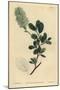 American Wych Hazel, Fothergilla Gardenii (Blunt-Leaved Fothergilla, Fothergilla Alnifolia Obtusa)-Sydenham Teast Edwards-Mounted Giclee Print