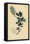 American Wych Hazel, Fothergilla Gardenii (Blunt-Leaved Fothergilla, Fothergilla Alnifolia Obtusa)-Sydenham Teast Edwards-Framed Stretched Canvas