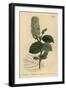 American Wych Hazel, Fothergilla Gardenii (Broad-Leaved Fothergilla, Fothergilla Alnifolia Major)-Sydenham Teast Edwards-Framed Giclee Print