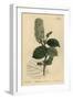 American Wych Hazel, Fothergilla Gardenii (Broad-Leaved Fothergilla, Fothergilla Alnifolia Major)-Sydenham Teast Edwards-Framed Giclee Print