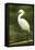 Americas. Egretta Thula, Snowy Egret Juvenile , Tropical Forest-David Slater-Framed Stretched Canvas