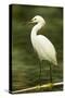 Americas. Egretta Thula, Snowy Egret Juvenile , Tropical Forest-David Slater-Stretched Canvas