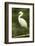Americas. Egretta Thula, Snowy Egret Juvenile , Tropical Forest-David Slater-Framed Photographic Print