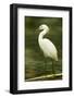 Americas. Egretta Thula, Snowy Egret Juvenile , Tropical Forest-David Slater-Framed Photographic Print