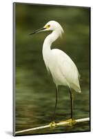 Americas. Egretta Thula, Snowy Egret Juvenile , Tropical Forest-David Slater-Mounted Photographic Print