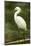 Americas. Egretta Thula, Snowy Egret Juvenile , Tropical Forest-David Slater-Mounted Photographic Print