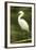 Americas. Egretta Thula, Snowy Egret Juvenile , Tropical Forest-David Slater-Framed Photographic Print