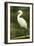 Americas. Egretta Thula, Snowy Egret Juvenile , Tropical Forest-David Slater-Framed Photographic Print