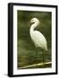 Americas. Egretta Thula, Snowy Egret Juvenile , Tropical Forest-David Slater-Framed Photographic Print