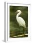 Americas. Egretta Thula, Snowy Egret Juvenile , Tropical Forest-David Slater-Framed Photographic Print