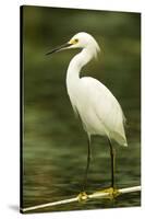 Americas. Egretta Thula, Snowy Egret Juvenile , Tropical Forest-David Slater-Stretched Canvas