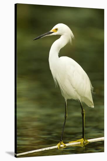 Americas. Egretta Thula, Snowy Egret Juvenile , Tropical Forest-David Slater-Stretched Canvas