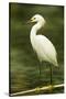 Americas. Egretta Thula, Snowy Egret Juvenile , Tropical Forest-David Slater-Stretched Canvas