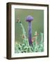 Amethyst deceiver (Laccaria amethystina) fungus, Peatlands Park Co. Armagh, Northern Ireland-Robert Thompson-Framed Photographic Print