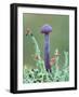 Amethyst deceiver (Laccaria amethystina) fungus, Peatlands Park Co. Armagh, Northern Ireland-Robert Thompson-Framed Photographic Print