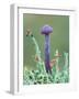 Amethyst deceiver (Laccaria amethystina) fungus, Peatlands Park Co. Armagh, Northern Ireland-Robert Thompson-Framed Photographic Print