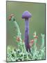 Amethyst deceiver (Laccaria amethystina) fungus, Peatlands Park Co. Armagh, Northern Ireland-Robert Thompson-Mounted Photographic Print