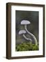 Amethyst deceiver toadstools growing up from mossy log, Buckinghamshire, England, UK-Andy Sands-Framed Photographic Print