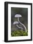 Amethyst deceiver toadstools growing up from mossy log, Buckinghamshire, England, UK-Andy Sands-Framed Photographic Print
