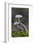 Amethyst deceiver toadstools growing up from mossy log, Buckinghamshire, England, UK-Andy Sands-Framed Photographic Print