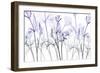 Amethyst Passion-Albert Koetsier-Framed Art Print