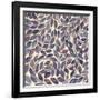 Amethyst Swirls III-Grace Popp-Framed Art Print