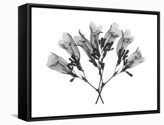 Amethyst Vine-Albert Koetsier-Framed Stretched Canvas
