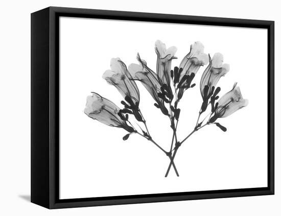 Amethyst Vine-Albert Koetsier-Framed Stretched Canvas