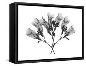 Amethyst Vine-Albert Koetsier-Framed Stretched Canvas