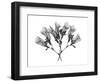 Amethyst Vine-Albert Koetsier-Framed Art Print