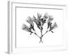 Amethyst Vine-Albert Koetsier-Framed Art Print