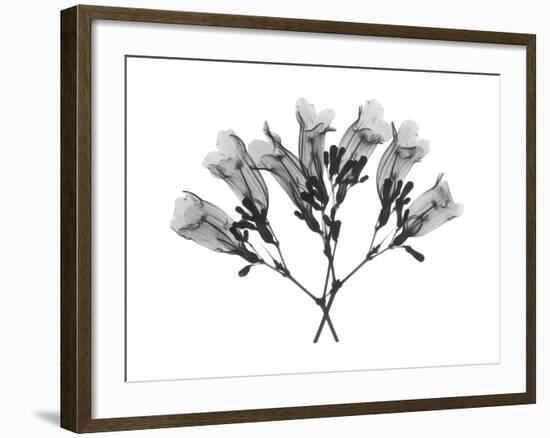 Amethyst Vine-Albert Koetsier-Framed Art Print