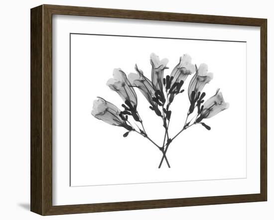 Amethyst Vine-Albert Koetsier-Framed Art Print