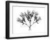 Amethyst Vine-Albert Koetsier-Framed Art Print