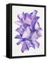 Amethyst Watercolor-Cat Coquillette-Framed Stretched Canvas