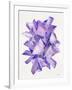 Amethyst Watercolor-Cat Coquillette-Framed Giclee Print