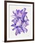 Amethyst Watercolor-Cat Coquillette-Framed Giclee Print