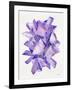 Amethyst Watercolor-Cat Coquillette-Framed Giclee Print