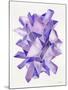 Amethyst Watercolor-Cat Coquillette-Mounted Giclee Print