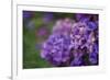 Amethyst-Viviane Fedieu Daniel-Framed Photographic Print