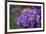 Amethyst-Viviane Fedieu Daniel-Framed Photographic Print