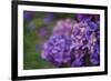 Amethyst-Viviane Fedieu Daniel-Framed Photographic Print