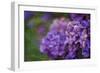 Amethyst-Viviane Fedieu Daniel-Framed Photographic Print