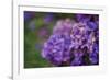 Amethyst-Viviane Fedieu Daniel-Framed Photographic Print