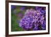 Amethyst-Viviane Fedieu Daniel-Framed Photographic Print