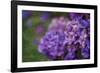 Amethyst-Viviane Fedieu Daniel-Framed Photographic Print